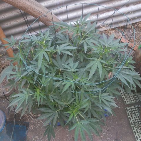 Coco menta  growlog timeline photo