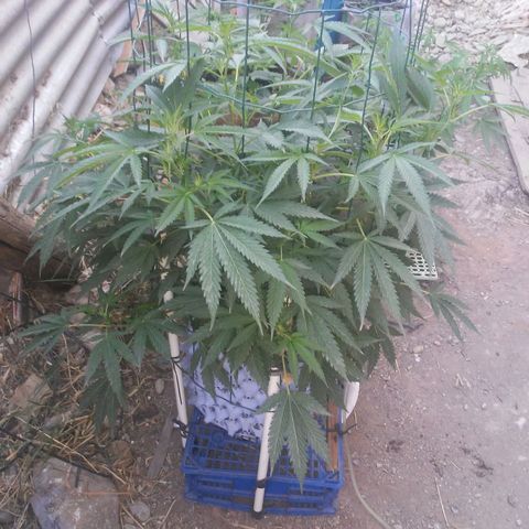 Coco menta  growlog timeline photo