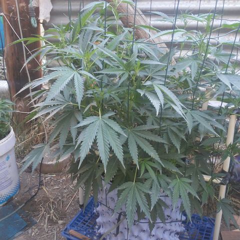 Coco menta  growlog timeline photo