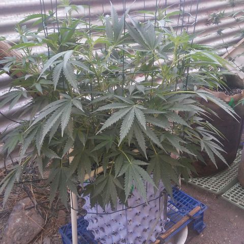 Coco menta  growlog timeline photo