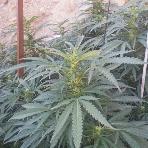 CHMOG growlog timeline photo