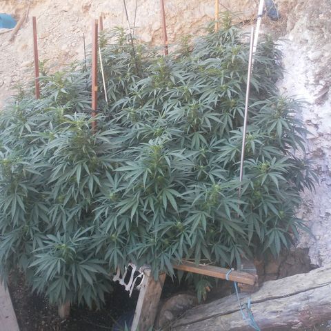 CHMOG growlog timeline photo
