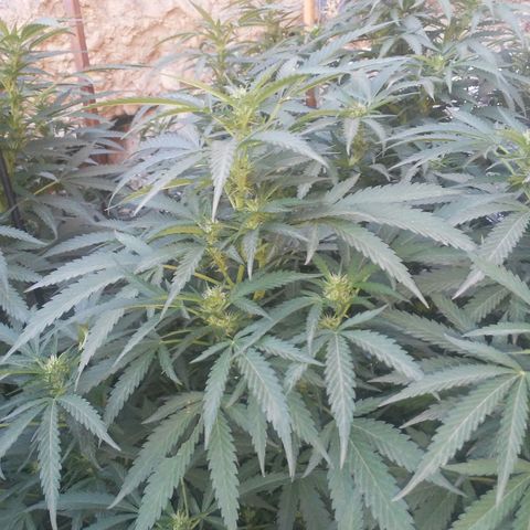 CHMOG growlog timeline photo