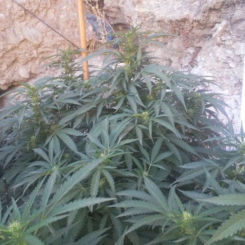 CHMOG growlog timeline photo