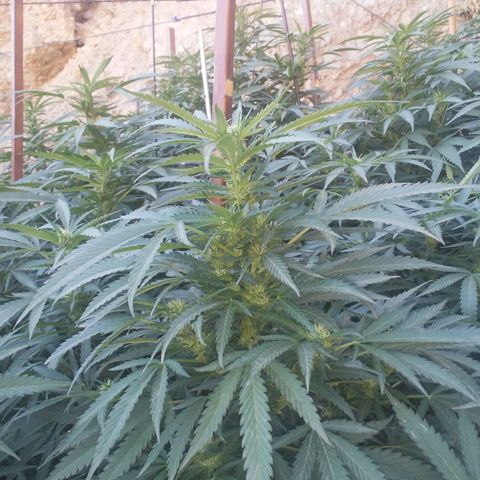 CHMOG growlog timeline photo
