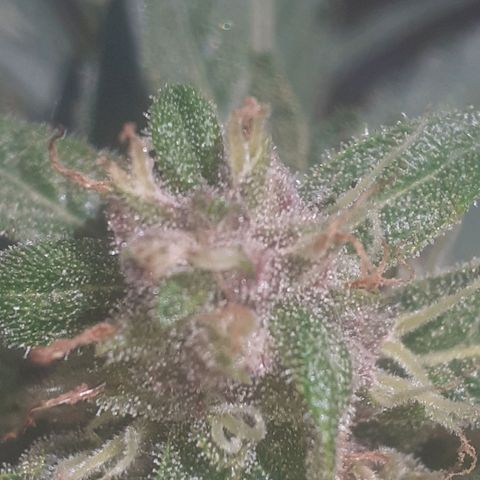 Purple growlog timeline photo