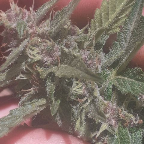 Purple growlog timeline photo