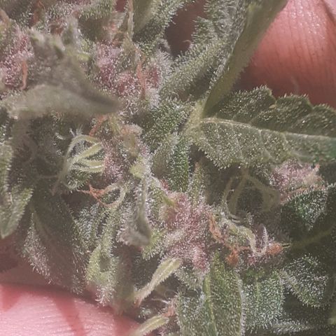 Purple growlog timeline photo