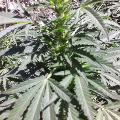 CHMOG growlog timeline photo