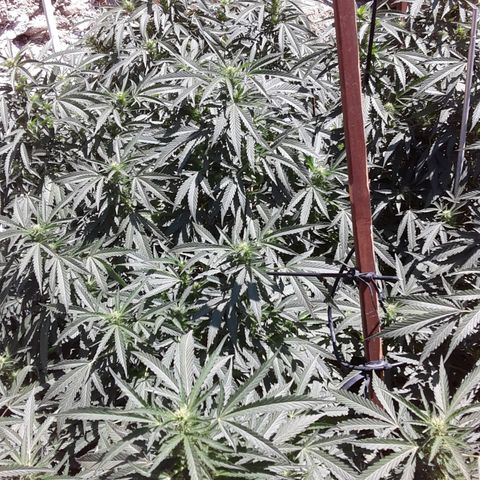 CHMOG growlog timeline photo