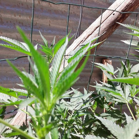Coco menta  growlog timeline photo