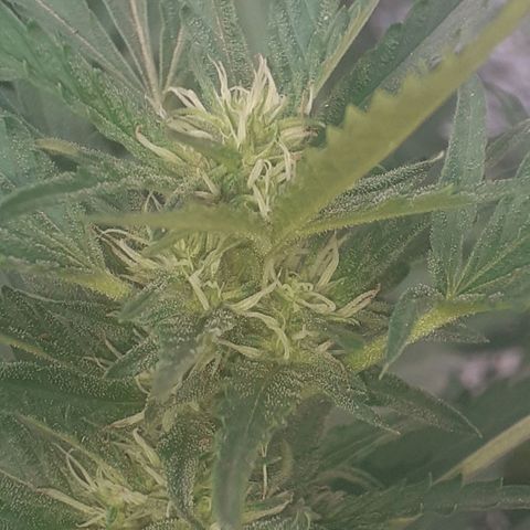 CHMOG growlog timeline photo