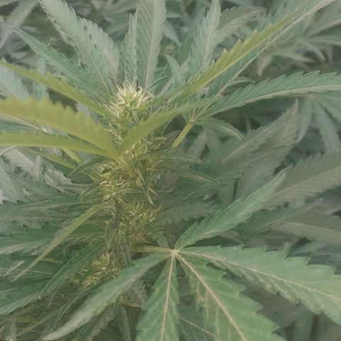 CHMOG growlog timeline photo