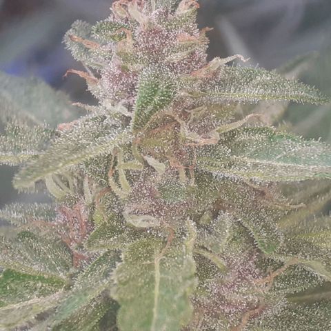 Purple growlog timeline photo