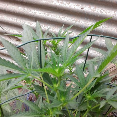 Coco menta  growlog photo: Preflor