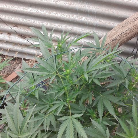 Coco menta  growlog photo: Preflor
