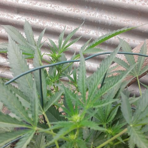 Coco menta  growlog photo: Preflor