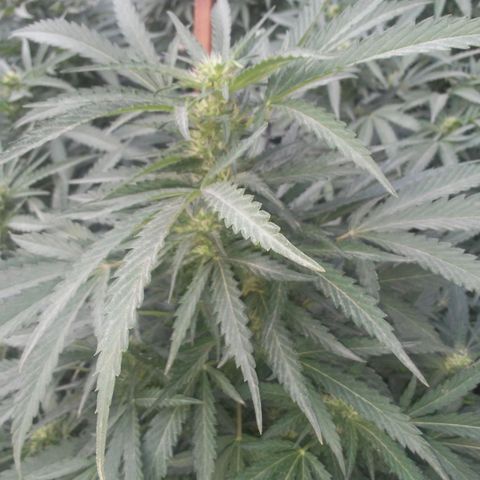CHMOG growlog timeline photo