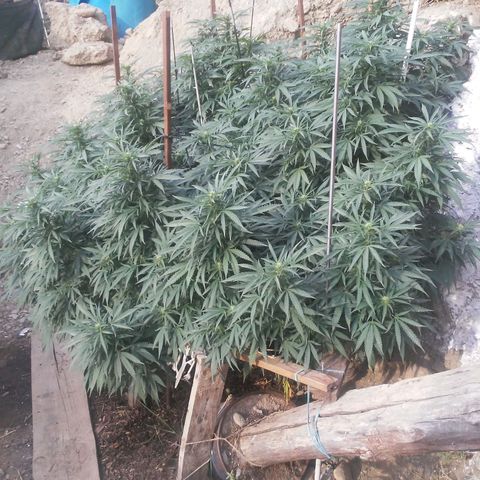CHMOG growlog timeline photo