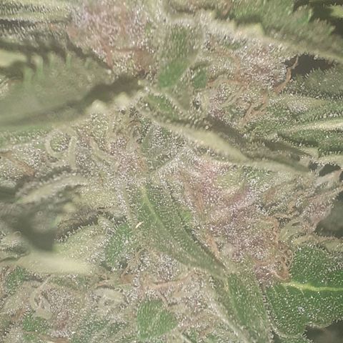 Purple growlog timeline photo