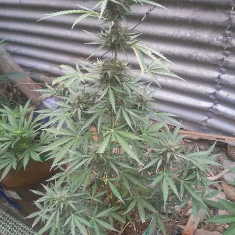 Purple growlog timeline photo