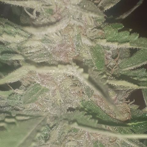 Purple growlog timeline photo