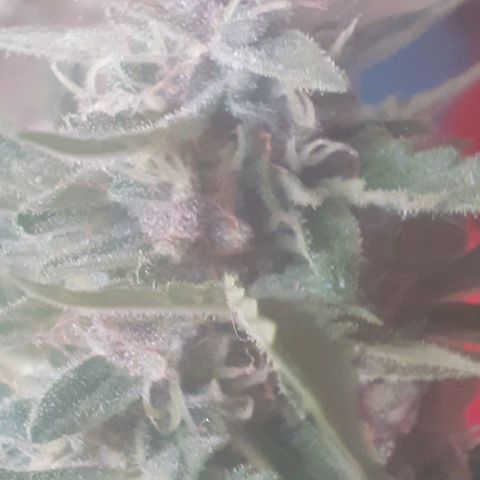 Purple growlog timeline photo