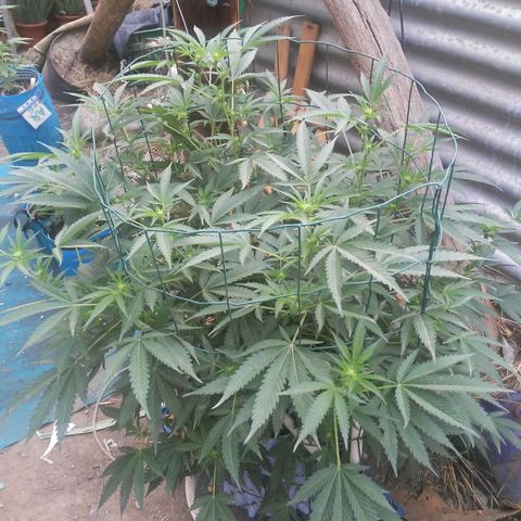 Coco menta  growlog timeline photo