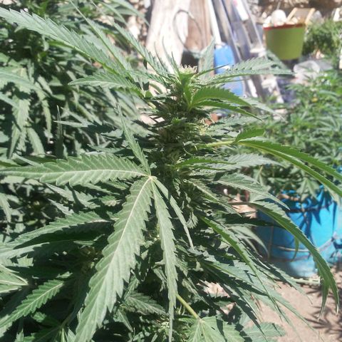 CHMOG growlog timeline photo