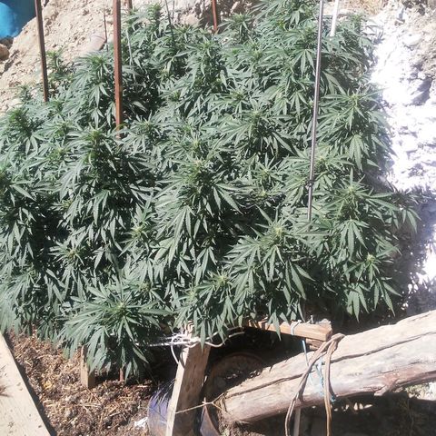 CHMOG growlog timeline photo