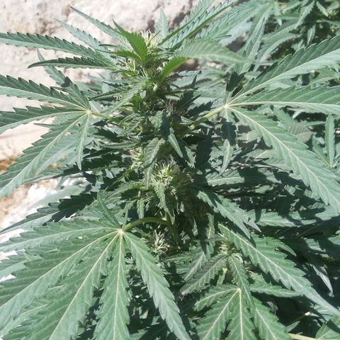 CHMOG growlog timeline photo