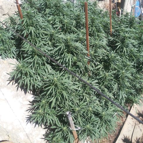 CHMOG growlog timeline photo