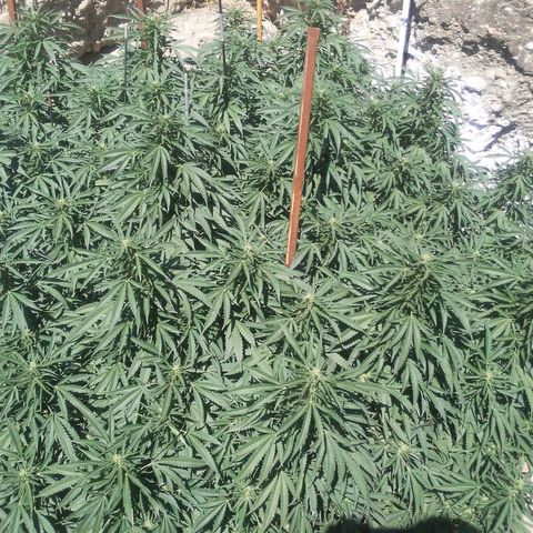 CHMOG growlog timeline photo