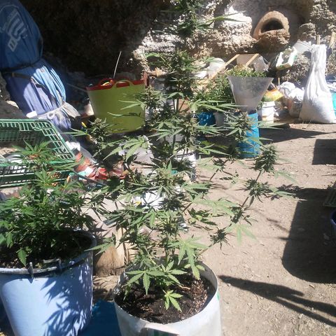 Purple growlog timeline photo