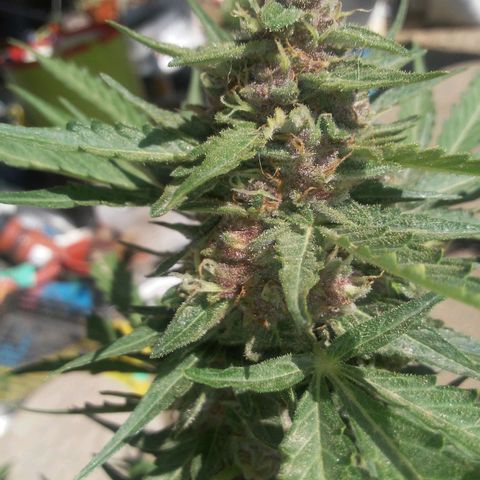 Purple growlog timeline photo