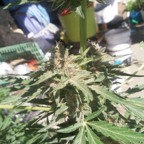 Purple growlog timeline photo