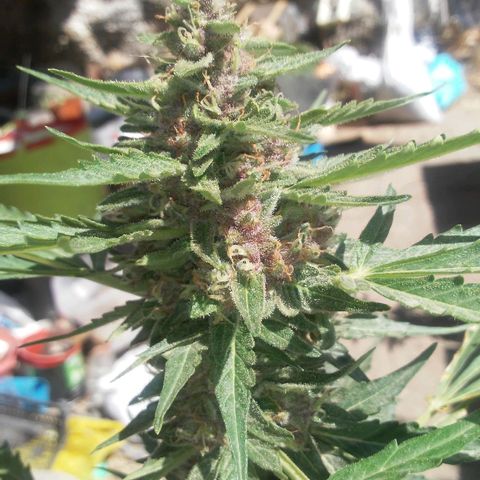 Purple growlog timeline photo