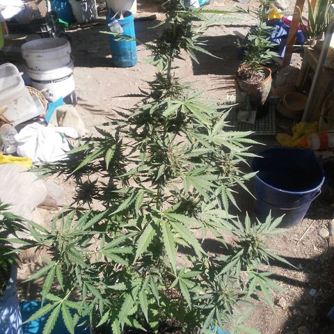 Purple growlog timeline photo