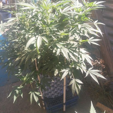 Coco menta  growlog timeline photo