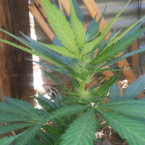 Coco menta  growlog timeline photo