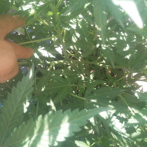 Coco menta  growlog timeline photo