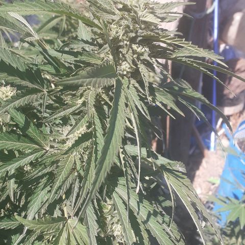 CHMOG growlog timeline photo