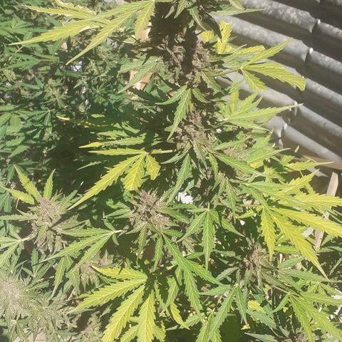 Purple growlog timeline photo