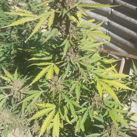 Purple growlog timeline photo