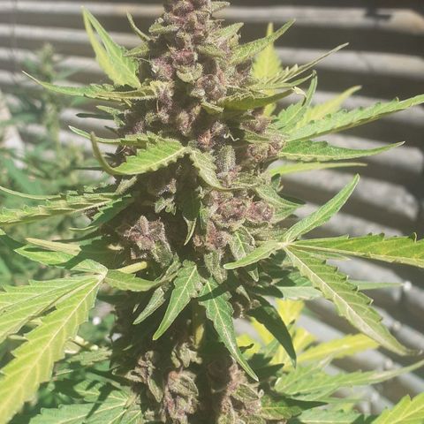 Purple growlog timeline photo