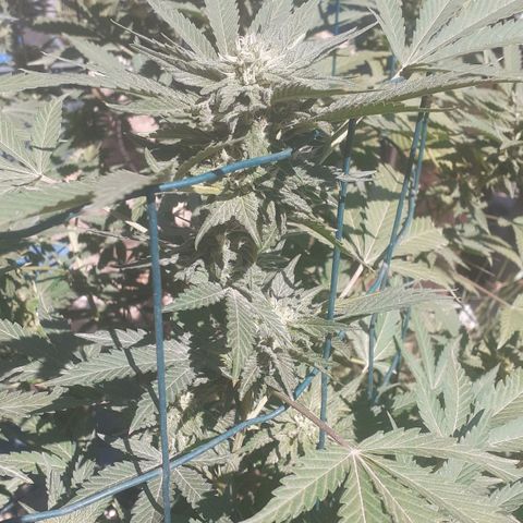 Coco menta  growlog timeline photo
