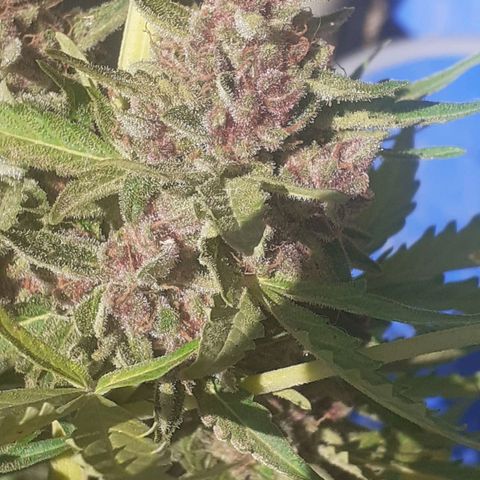 Purple growlog timeline photo