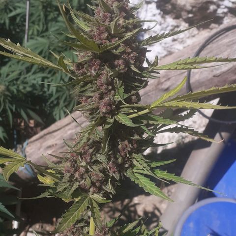 Purple growlog timeline photo