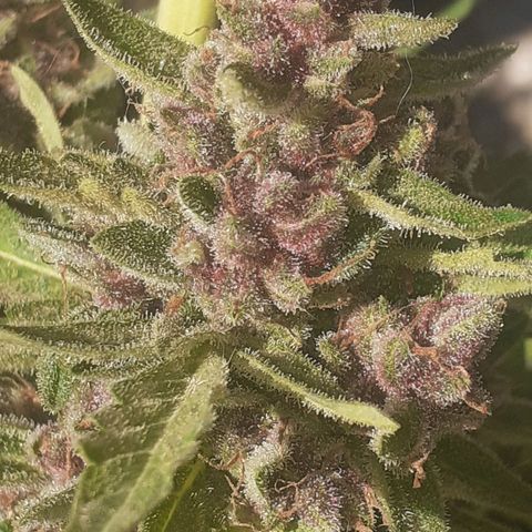 Purple growlog timeline photo