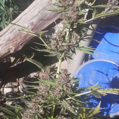 Purple growlog timeline photo